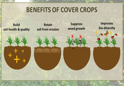 What are Cover Crops? | Mandako