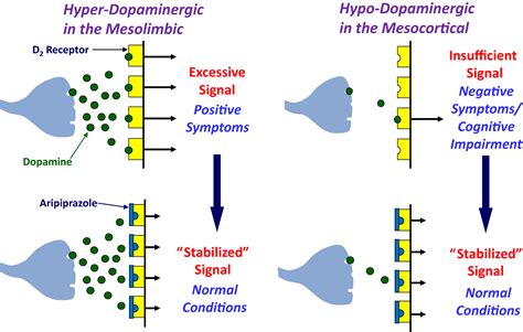 Discovery research and development history of the dopamine D2 receptor partial agonists ...