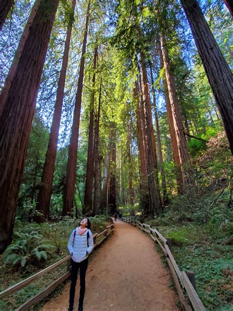 Muir Woods National Park | Muir woods national monument, National monuments, Muir woods