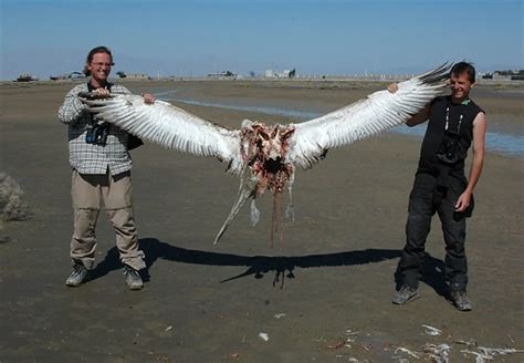 Dalmatian Pelican - Pelecanus crispus | Animalia Enthusiasts