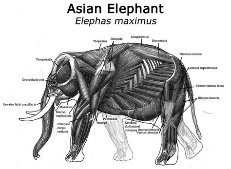 http://www.google.co.uk/blank.html | Elephant anatomy, Asian elephant, Elephant