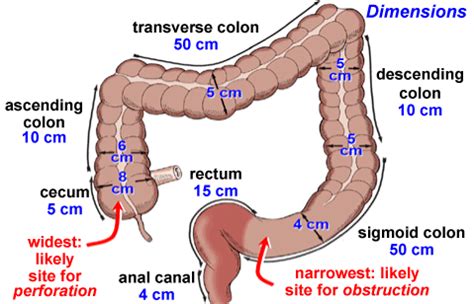 Ascending Colon – Definition, Location, Function, Problems, Cancer and Images - Bodterms