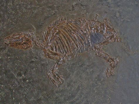 History of the Horse – Blog 04 – Eocene 4