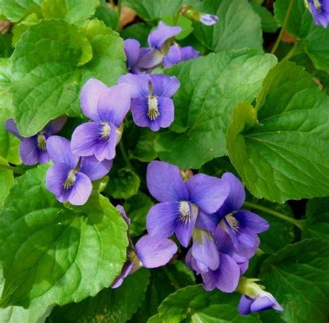 Wisconsin State Flower - Wood Violet | Wisconsin, Wisconsin state, Flowers