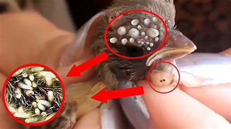 Botfly Infestation Symptoms