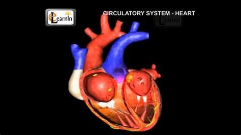 Human circulatory system | Heart working | Human Anatomy and Physiology video 3D | elearnin ...