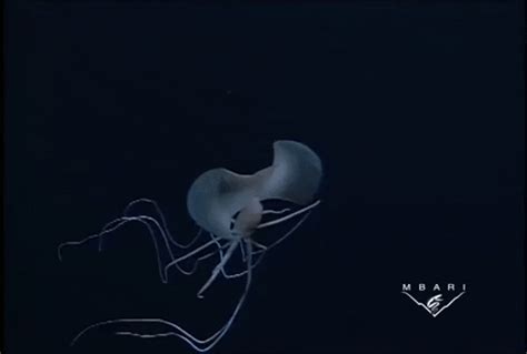 Impressive Deep Sea Footage Of Extra Long Squid Magnapinna Going On The Attack | ResetEra