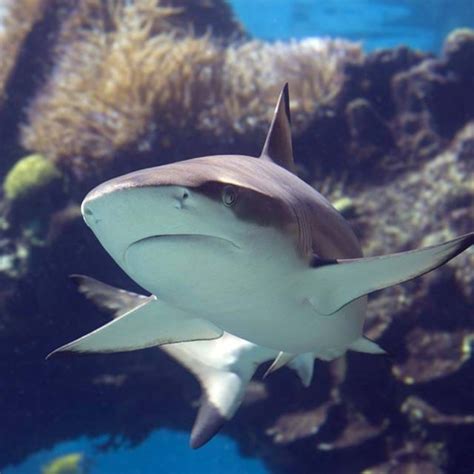 Sharks at SEA LIFE Carlsbad | LEGOLAND® California Resort