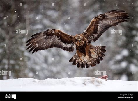 Golden Eagle flying in the snow Stock Photo - Alamy