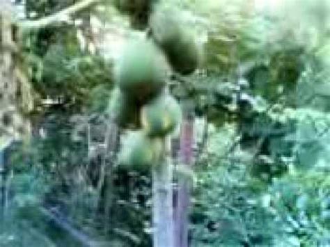 Kalamansi tree - YouTube