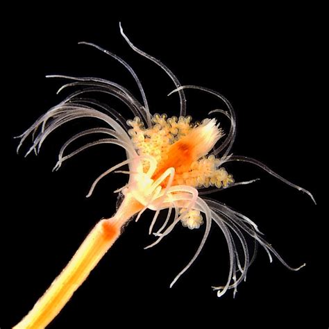 Species New to Science: [Cnidaria • 2017] Additions to The Hydroids (Cnidaria, Hydrozoa) of the ...