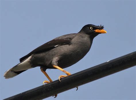 Javan Myna – birdfinding.info