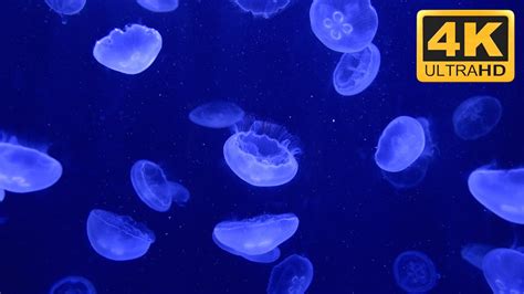 Stunning Jellyfish TV Screensaver - YouTube