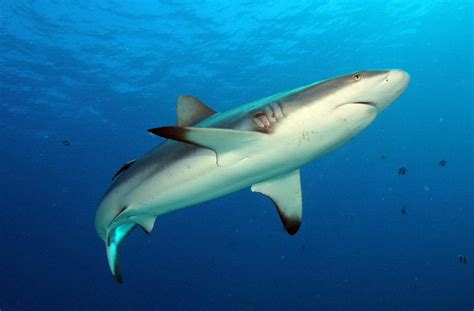 Grey Reef Shark | Animal Wildlife