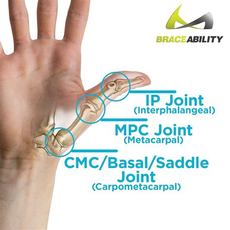 Image showing where your IP, MPC, and CMC (basal / saddle) joints are. | Thumb arthritis ...