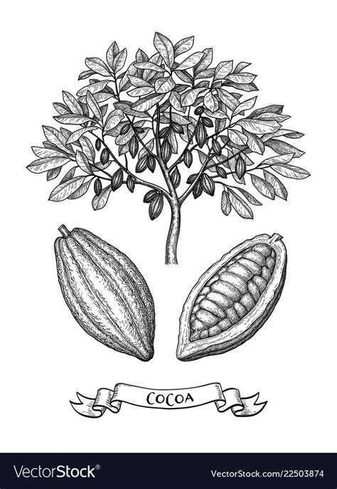 Cocoa set. Tree and pods. Ink sketch isolated on white background. Hand ...