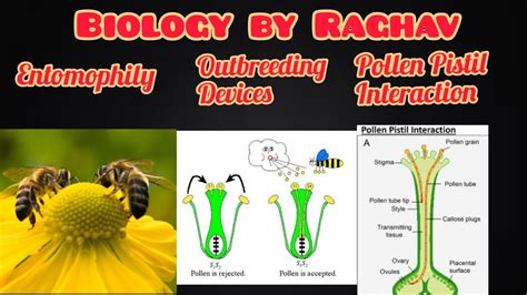 Cross Pollination Entomophily,Outbreeding Devices,Pollen Pistil interaction/chapt 2.6/Class 10 ...