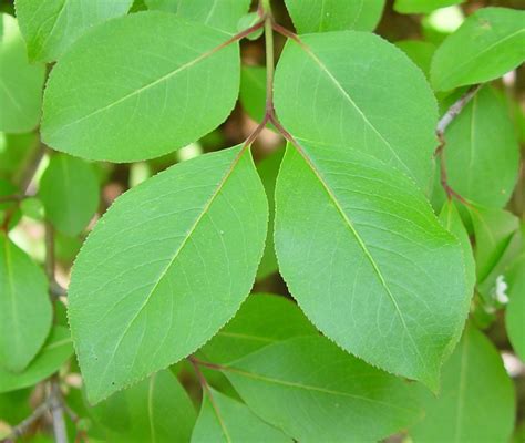 Viburnum Leaf Identification