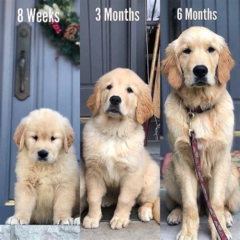 Golden Retriever Growth Chart-Size Info Details (Explained) – Family ...