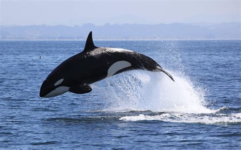 First ever killer whale sighted near Churna Island - Daily Times