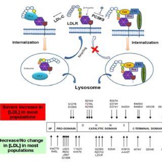 (PDF) Mutation in the PCSK9 Gene in Omani Arab Subjects with Autosomal Dominant ...