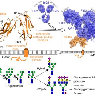 (PDF) Restricted processing of CD16a/Fc receptor IIIa N-glycans from primary human NK cells ...