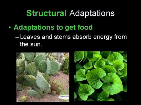 Plant Adaptations Types of Adaptations Structural adaptations are
