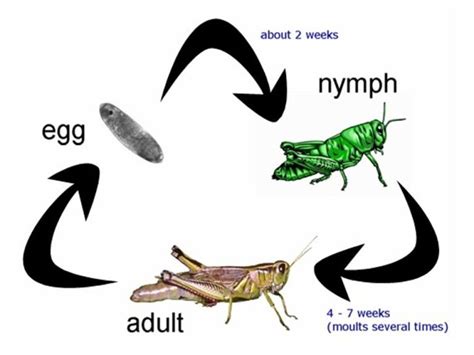 Cricket Insect - CricketInsect.com