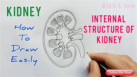 How to Draw Kidney | Internal structure of Kidney | Biology diagrams, Human muscle anatomy, Kidney