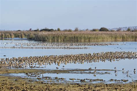 Oare Marshes on a sunny day | Wildlife Diary