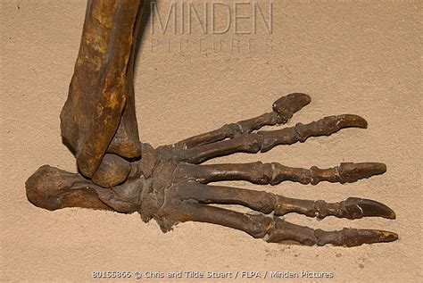 Minden Pictures stock photos - Giant Short-faced Bear (Arctodus simus ...