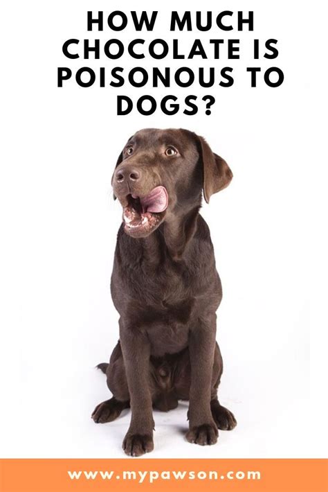 Why is chocolate bad for dogs? | Dog allergies, Dogs, Your dog