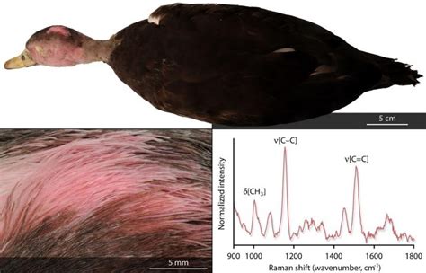 Extinct pink-headed duck derived its unique c | EurekAlert!