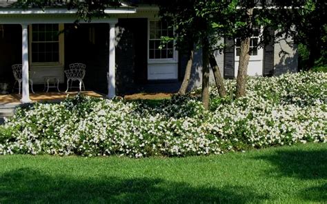 Buy Radicans Creeping Dwarf Gardenia | FREE SHIPPING | Wilson Bros ...