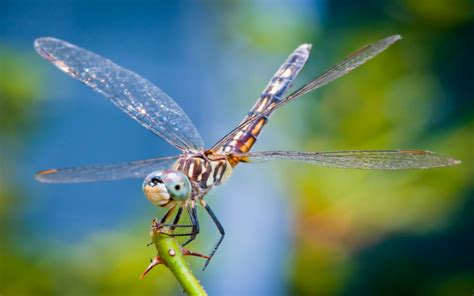 Do Dragonflies Breathe Fire? | Wonderopolis