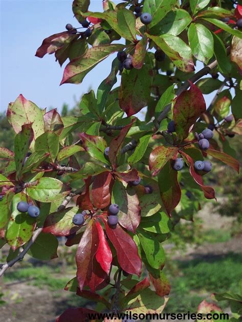 Black Tupelo – Wilson Nurseries