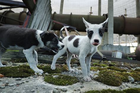 What Chernobyl's Stray Dogs Could Teach Us about Radiation - Kowatek