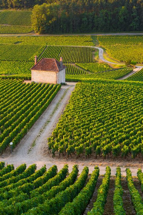 Your 2024 Guide to Burgundy Wine Region | WineTourism.com