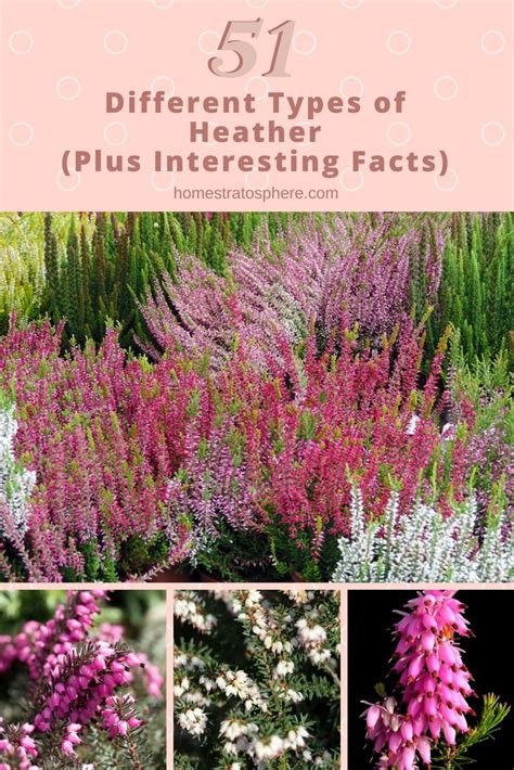 51 Different Types of Heather (Plus Interesting Facts) | Heather ...