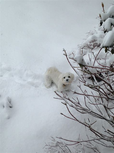 A wolf, in his natural habitat. : r/rarepuppers