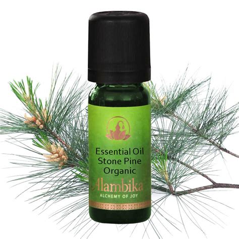 Pine (Stone Pine) Essential Oil, Org - Alambika USA Organic Essential Oils