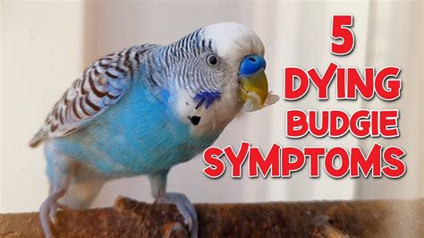 5 Symptoms of a Dying Budgie – HousePetsCare.com