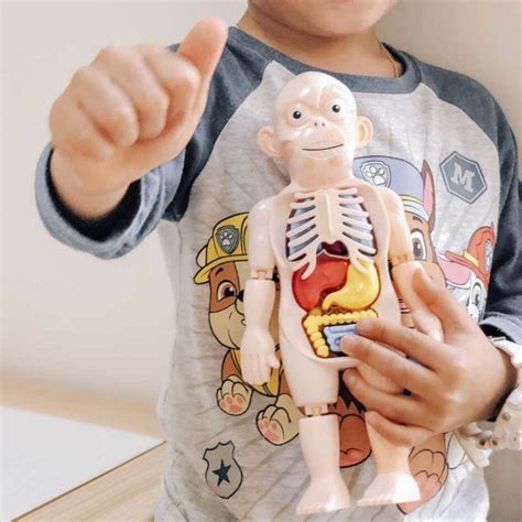 Kids Science Kit Human Body Anatomy Model Learning Educational Toys Gift Stem Montessori at Home ...