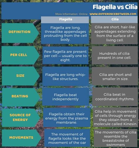 Difference Between Cilia And Flagella And Its Types - Riset