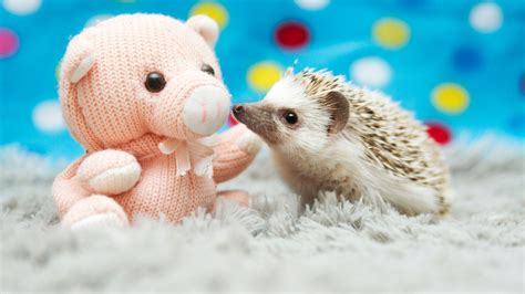 Cute but 'grotty and smelly' baby hedgehogs need you | UK News | Sky News