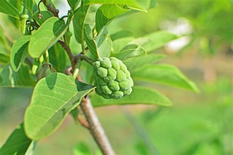 Cherimoya Plant Care: Tips For Growing A Custard Apple Tree