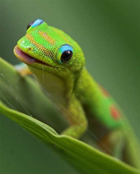 Just look at his sweet face... I love geckos! | Cute reptiles, Reptiles and amphibians, Gecko