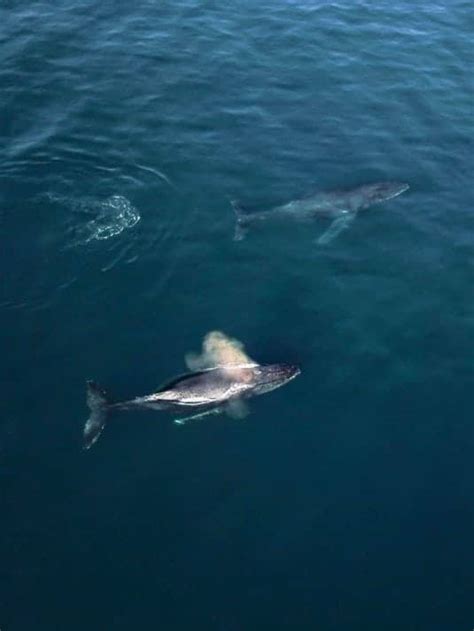 Cape Town: Incredible photos of whales and dolphins splashing around in the city's waters