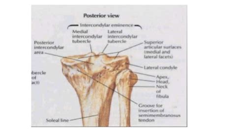 Tibial Spine Anatomy