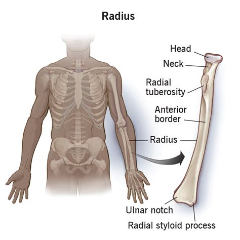 Radius (Bone): Anatomy, Location & Function